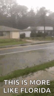 florida man gif|florida man hurricane gif.